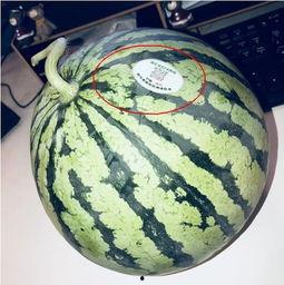 各网红吃瓜视频,一网打尽热门事件幕后真相